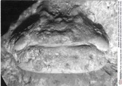 Historisches Foto von Decapoda indet. (NHMW-AFW-GEO-BACHMAYER-FOTO-1990-0041-10180)